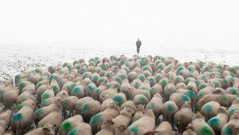 Past as Future documentary sheep-in-snow-shepherd